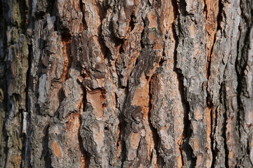 écorse d'arbre