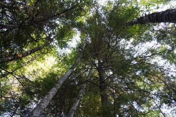 trees and sky