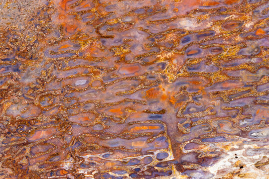 Dinosaur Bone Fossil, Closeup  