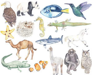 Watercolor hand drawn animals isolated on white. Set of cute wild life animals. Birds, desert, savannah jungle animals and sea life creatures. Camel, starfish, hummingbird, puffer fish, gecko, owl