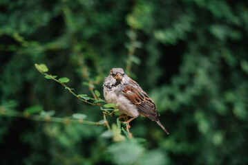 Portrait of a little cute bird