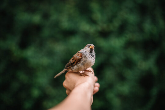 Little cute bird being friend with a human