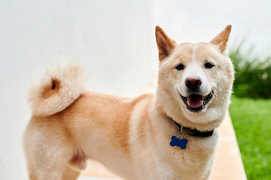 Shiba inu dog standing outside