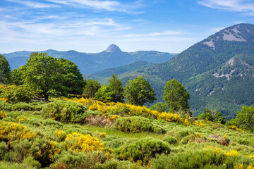 France, Ardèche (07), genêts fleuris, sucs dont le mont Gerbier-de-Jonc sur le plateau Ardéchois.