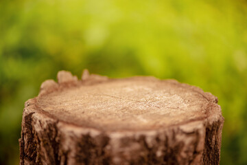 Blurred background and soft focus. Stump on a green background. Narrow focal part.