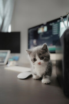 kitten on desk