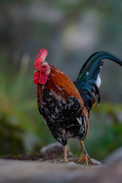 A rooster with a golden mane