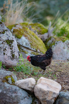 A rooster with a black mane