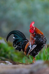 A rooster with a golden mane