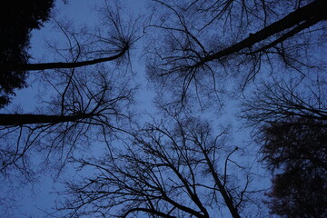 枯れ木　見上げる　森　不穏な　暗い　夜の森　日暮れ
