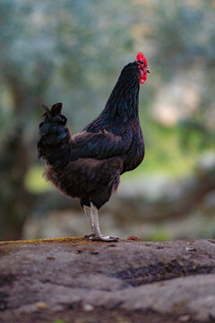 A rooster with a black mane