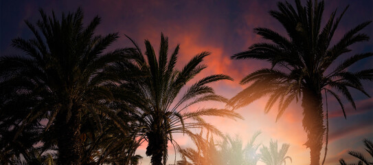 Fototapeta na wymiar tropical palm trees on sunset sky background. banner
