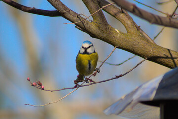 mésange bleue (cyanistes caeruleus) en europe posée sur une branches sur un arbre (passeraux)