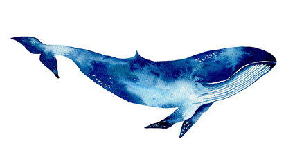 Watercolor blue whale hand painted indigo color illustration isolated on white background. Cute cartoon underwater animal art	