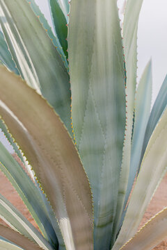 Photo of large leaves of a tropical plant agave