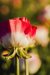 Fototapeta premium red and yellow tulip