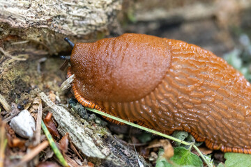 red banana slug close up crawling on moss and forest floor