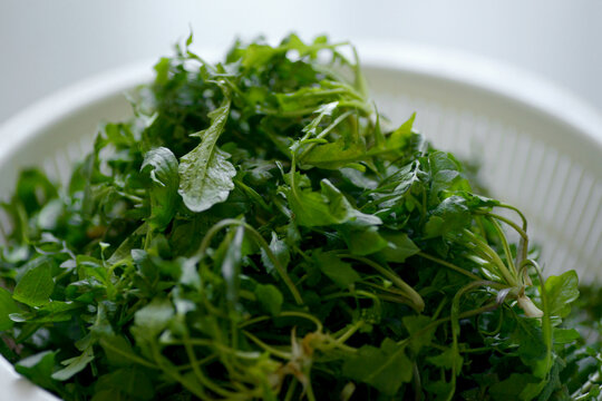Close-up of fresh vegetables that have been washed