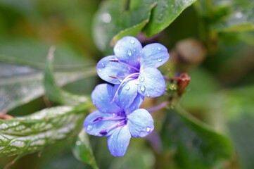 ルリハナガサ（瑠璃花笠）　Eranthemum pulchellum