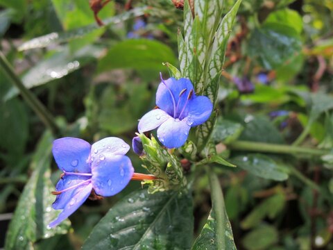 キツネノマゴ科 Images Browse 215 Stock Photos Vectors And Video Adobe Stock