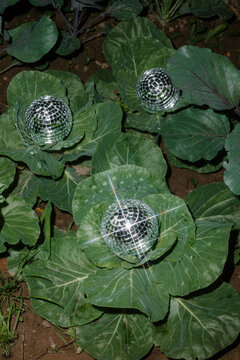 conceptual image with plants and a mirror in the front light
