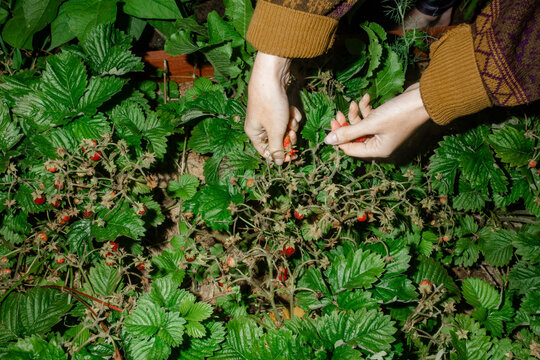 a farmer in a vintage sweater harvests strawberries