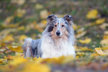 Adorable blue merle rough Collie dog lying down on a green grass with yellow fallen maple leaves in...