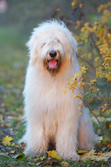 Young South Russian Shepherd dog posing outdoors sitting on a green grass with fallen maple leaves in autumn