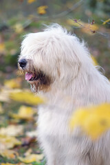 The portrait of a young South Russian Shepherd dog posing outdoors in autumn
