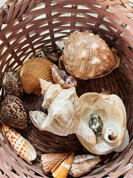 A basket of shells.
