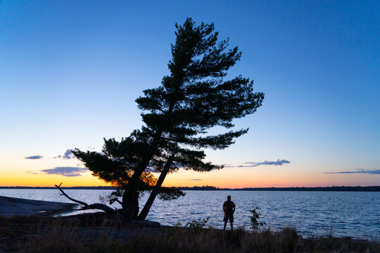 Man with Wind Swept Pine Tree on Granite Shoreline