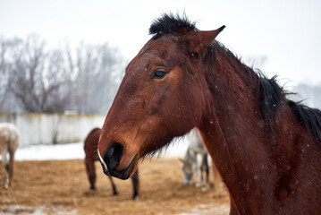 Portrait of an angry horse in a herd in the paddock on winter background. Brown angry horse lays its ears back