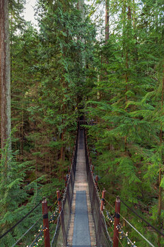 An empty bridge with pine trees in vertical format