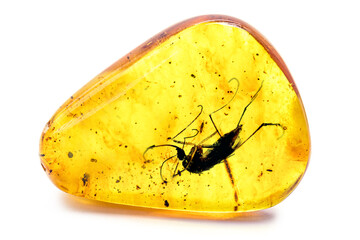 amber with preserved prehistoric insect, mosquito with blood or DNA preserved in amber - Powered by Adobe
