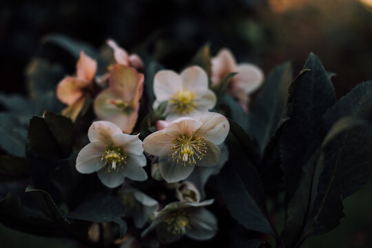 Hellebores in front of the Morning Sun