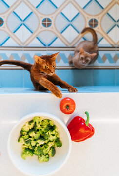 An Abyssinian cat steals food from the table.