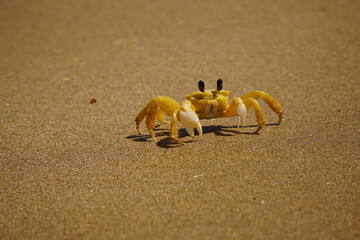 Atlantic ghost crab (Ocypode quadrata) on the beach of Japaratinga, state of Alagoas, Brazil.