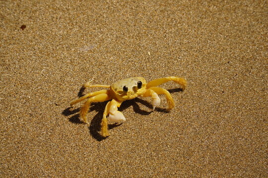 OcypodeBilder StockFotos & Videos. Adobe Stock