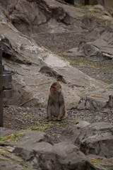 zoo