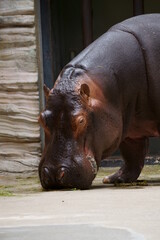 zoo