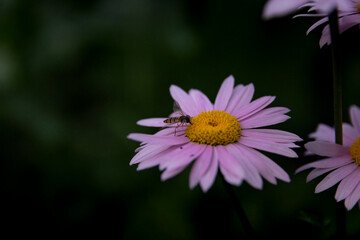 Obraz premium daisy flower