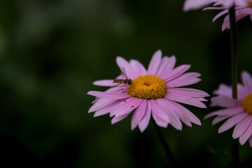 Obraz premium flower