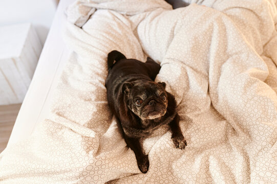 Cute little pug sitting on a bed