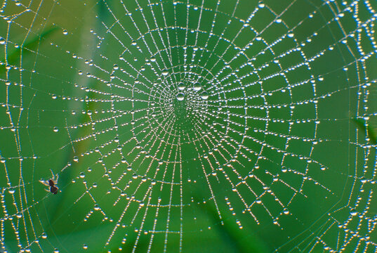 Dewdrops spiderweb green background 35-mm film capture