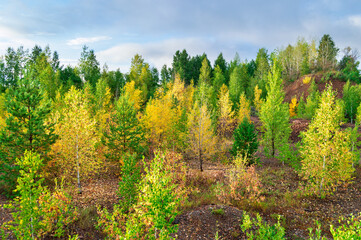 Fototapeta na wymiar Deciduous and Coniferous Trees Growing at Rocky Ground