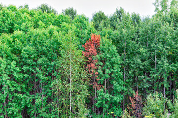 Red tree surrounded by green forest