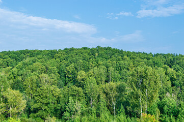 Green deciduous forest and blue sky