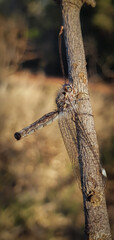 dragonfly on a branch