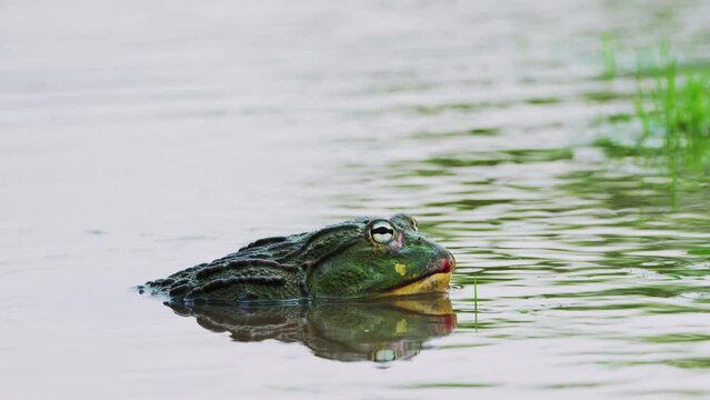 African Bullfrog With Green Warty Skin In Central Kalahari Game Reserve, Botswana. Close Up, Sideview