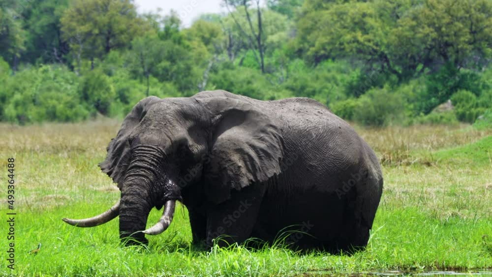 Aufkleber endangered african bush elephant flapping its ears while feeding grass at moremi game reserve in bot